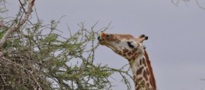 Интересные факты о жирафах для детей и взрослых Все о жирафе кратко для детей
